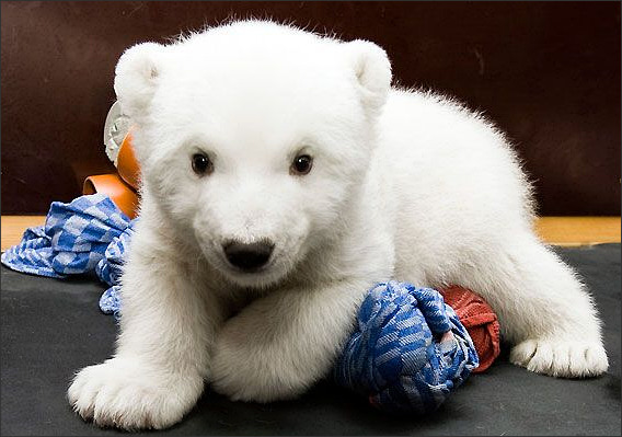 Baby polar bear Flocke looking intently at you.